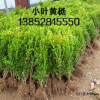 小叶黄杨