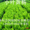 小叶黄杨