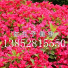 红王子锦带