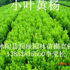 小叶黄杨