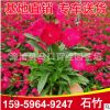 石竹杯苗 各种颜色石竹供应 绿化花卉 基地直供