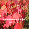 美国红枫小苗