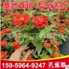 孔雀草 黄花红花橙花颜色齐全 花卉盆栽阳台庭院植物