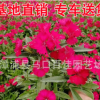 石竹 高度20-25价格1.2 福建漳州基地直销