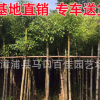 重阳木 秋枫移栽苗 园林行道风景树大量批发
