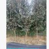 供应行道树工程苗绿化苗 红叶李