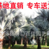 产地直销精品霸王棕 大量批发 福建霸王棕 各种规格供应
