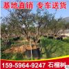 石榴树价格 福建基地批发大规格石榴树 厂家直销