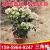 福建三角梅基地三角梅批发 绿叶樱花三角梅 四季开花花苗盆栽