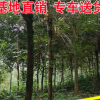 基地批发 绿植批发行道庭院园林景观绿化工程苗木 黄花风铃木