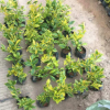 基地供应 金边假连翘 地被假植苗绿化小苗 篱笆树常绿小灌木批发