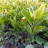 批发龙船花地被苗 福建漳州种植基地直销 多规格供应 量大价优