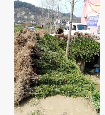 农户基地直销批发罗汉松树苗造型罗汉松苗木常绿苗木工程绿化园林