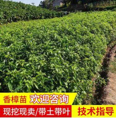 香樟苗多杆香樟种植基地 宏景全冠香樟庭院绿化樟木