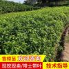 香樟苗多杆香樟种植基地 宏景全冠香樟庭院绿化樟木