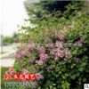 绿化工程小苗批发 丁香花小苗 紫丁香树苗 规格齐全 庭院绿植基地