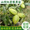 基地直销美国山核桃碧根果工程绿化苗嫁接果树果园用苗量大从优