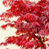 直销美国红枫树苗 行道树绿化苗木 红枫小苗批发庭院植物