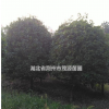 工程用苗 桂花