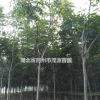 一*苗 栾树
