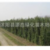 批发绿化苗木 北海道黄杨 北海道黄杨小苗 北海道黄杨大苗