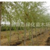 供应黄金柳 乔木 黄金柳 绿化树苗 金丝垂柳 垂柳 抗虫性高