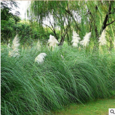 矮蒲苇 观赏草 草本宿根植物 基地直供 湿地景观 蒲苇苗