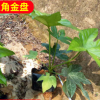 基地供应八角金盘 工程绿化 八角金盘批 量大价优