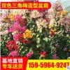 基地供应批发 双色三角梅造型盆栽 三角梅植物花卉 园林绿化盆景