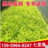 福建七里香批发 七里香园林绿植观赏植物基地供应 七里香价格