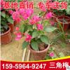 基地批发三角梅小红盆 庭院室内观赏绿化 三角梅 花卉园林植物