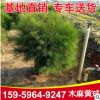防风护林木麻黄球千头木麻黄 种植景观树行道庭院阳台绿植盆栽