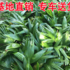 基地供应蒲葵苗木价格 精选地被绿化苗木销售大量现货批发