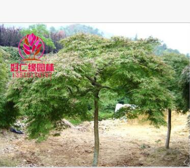 常年供应羽毛枫 羽毛枫规格齐全 一手货源 大型羽毛枫种植基地