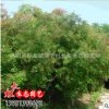 苗圃直销黄栌小苗 供应现货现挖黄栌绿化苗木 规格齐全 量大优惠