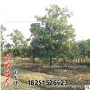 工程绿化苗广玉兰花苗基地直销苗白玉兰红玉兰紫玉兰规格齐全