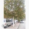 丰源基地供应多规格法桐 造型法桐 批发绿林植物 风景树苗小幼苗
