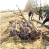 基地直销 大垂柳 垂柳树苗 金丝垂柳 观赏垂柳 景点绿化 河道绿化