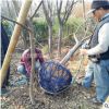 批发红叶李 紫叶李 紫夜碧桃 基地直销 当年结果 工程用苗