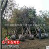 沭阳苗圃直销 榉树 红榉树 20公分榉树 耐寒耐旱 工程用苗绿化苗