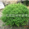 供应龟甲冬青 龟甲冬青球基地 批发各种绿化植物 价格合理