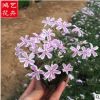 花叶丛生福禄考 花坛盆栽公园园林景观工程 批发花叶芝樱