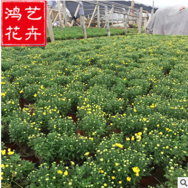 国庆菊价格 哪里有国庆菊 国庆菊种植基地 红色黄色国庆菊直销