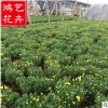 国庆菊价格 哪里有国庆菊 国庆菊种植基地 红色黄色国庆菊直销