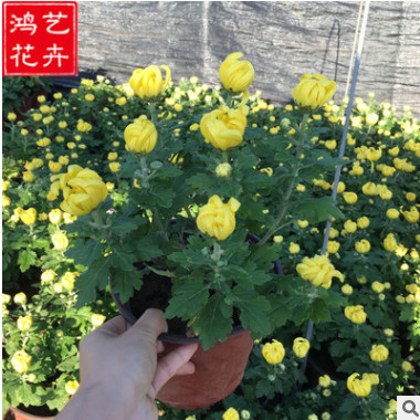 批发大菊花盆栽 公园园林花坛绿化装饰 基地直销优质大菊花