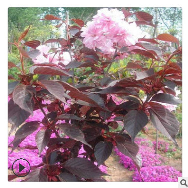 大樱花苗好的货源 樱花苗价格低包成活