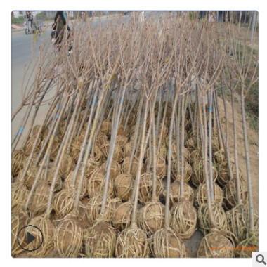 樱花苗批发基地 樱花苗无病虫害冻害