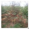 基地批发海棠树好的货源 海棠树量大优惠