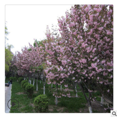 山东基地樱花苗货源充足 樱花苗规格齐全