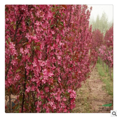 海棠树好的货源 海棠树无病虫害冻害